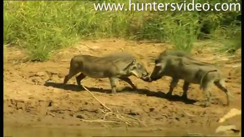 Limpopo Safari 1 - Hunters Video-A4ZZV5KBBNg
