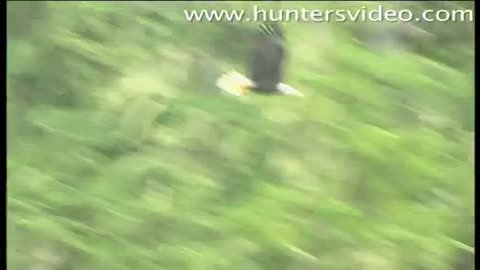 black bears - hunters video-zqs0qnkgwas